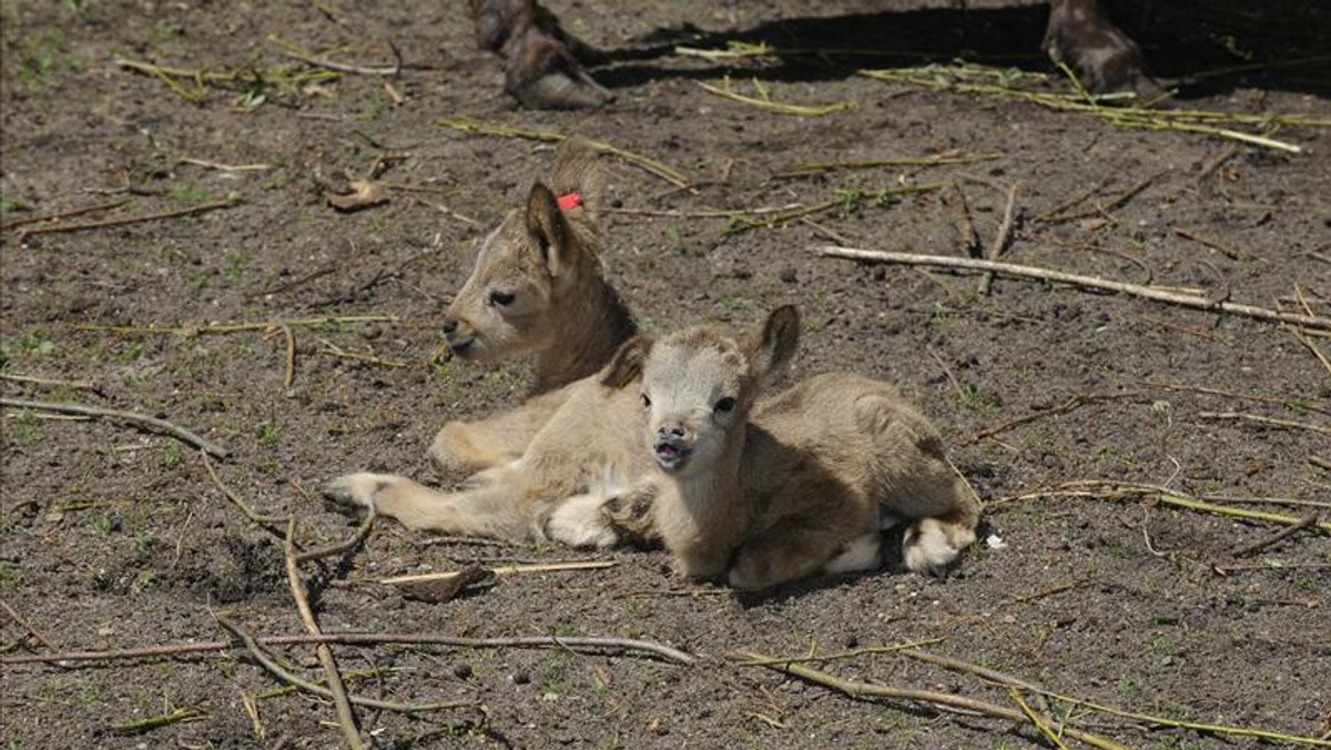 Wrocławski ogród zoologiczny ma powody do radości! Niedawno urodziły się tam dwa koziorożce syberyjskie. Młode samce już hasają po łące wraz ze swoimi rodzicami.