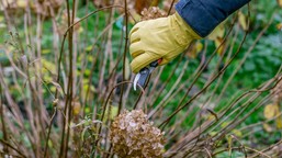kiedy i jak przycinać hortensje? 4 najczęściej spotykane odmiany w polskich ogrodach