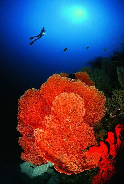 Galeria Papua Nowa Gwinea - podwodny świat, obrazek 12