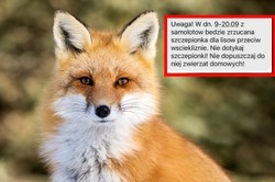 ALERT RCB ws. szczepionek przeciwko wściekliźnie. Zrzucane będą z samolotów