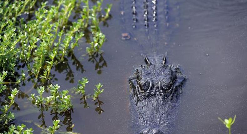Police arrested big alligator living in man's basement for 26 years