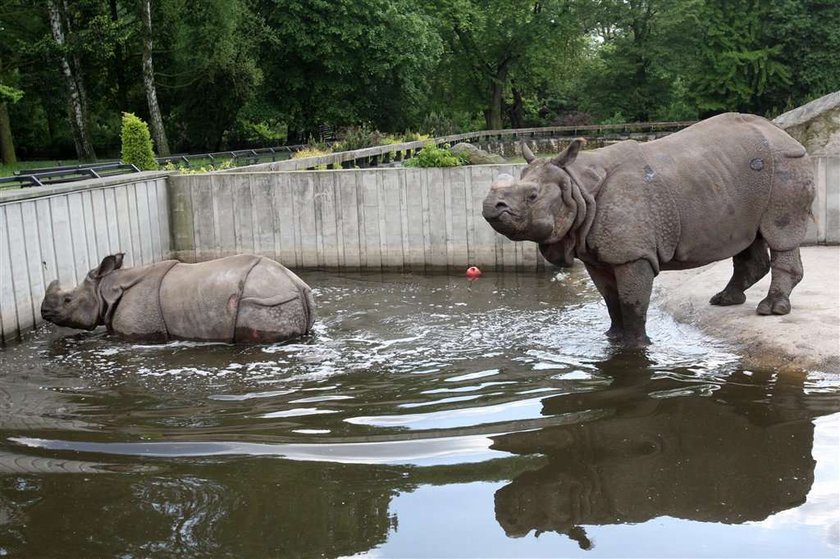 W zoo trują zwierzęta żyletkami