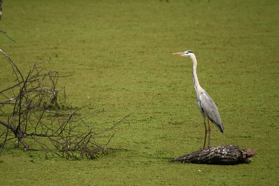 Keoladeo