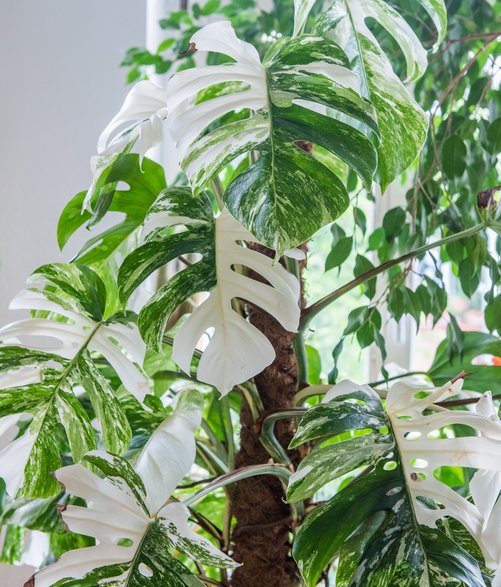 Monstera Deliciosa Variegata - de_nise/stock.adobe.com