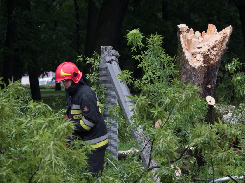 Powalone drzewo zniszczyło samochód na ul. Targowej w Łodzi