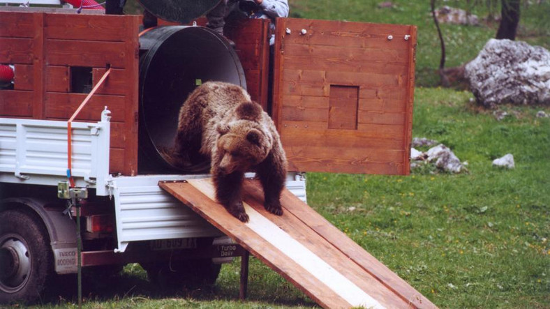 Reintrodukcja niedźwiedzi w Trentino, 2000 r.