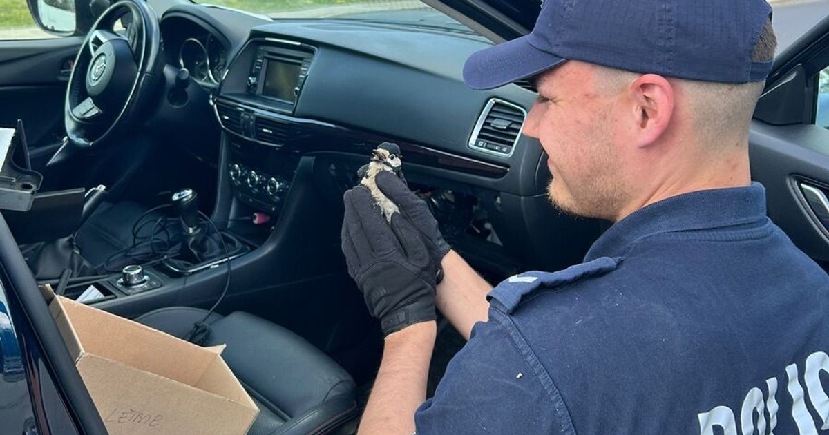 Dzięcioł w pułapce! Policja ratuje pisklę z samochodu