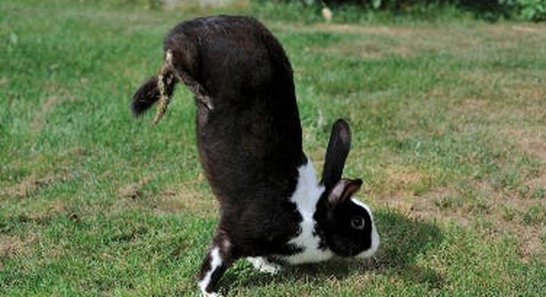 The typical posture of a Sauteur d'Alfort rabbit when walking.
