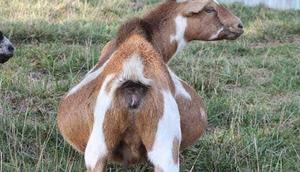 File photo: Pregnant goat