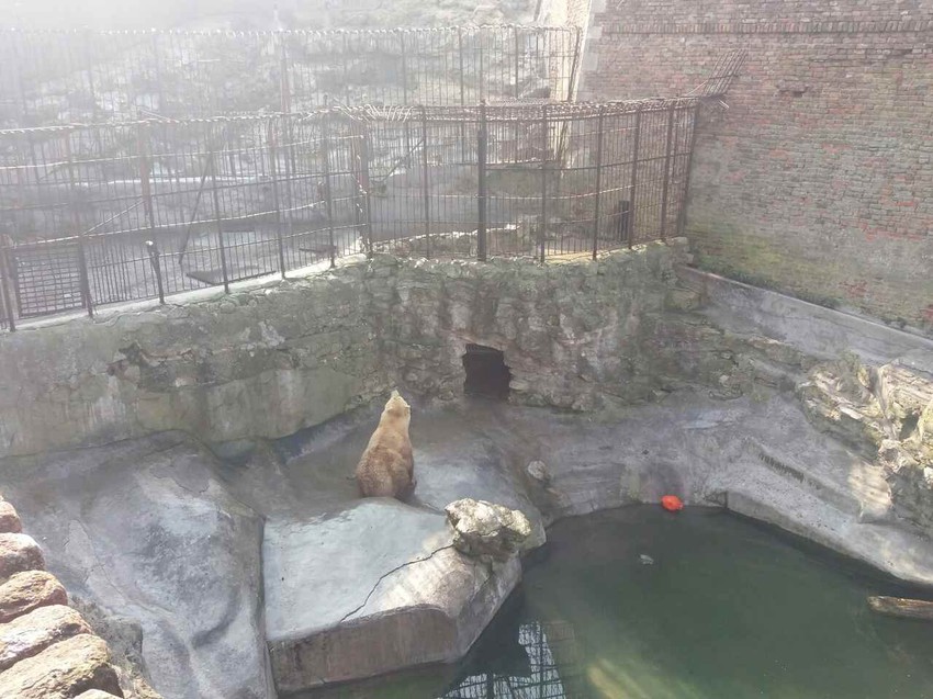 Beli medved se jedino baškario