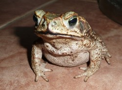 Przeniosą żaby nad drogami