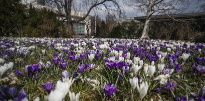 Koniec zimnej i deszczowej pogody? Mamy dobre wieści. Wiemy, kiedy temperatura wzrośnie do 19 st. C!