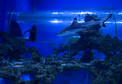 Shark Slide, czyli jedyna w Polsce zjeżdżalnia z rekinami 