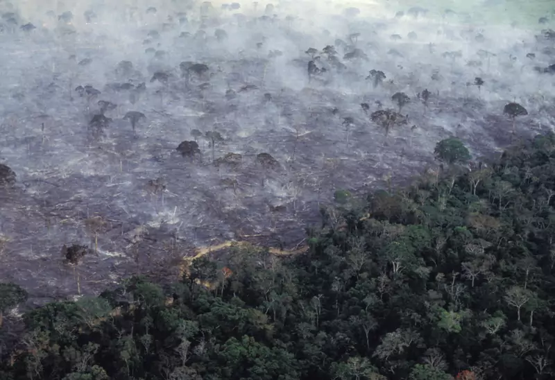 Pożar lasu amazońskiego / Getty Images / Brazil Photos / Contributor