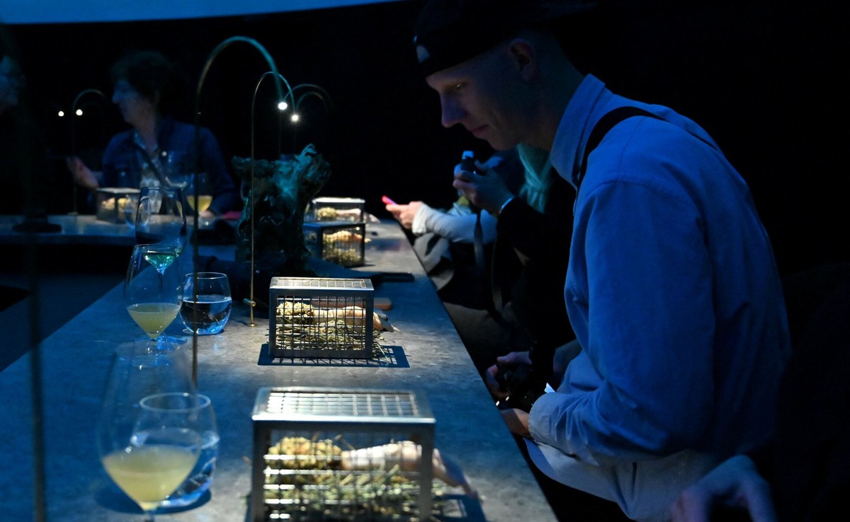 Naukowcy zrobili jogurt z… mrówek. Restauracja w Kopenhadze podała go gościom