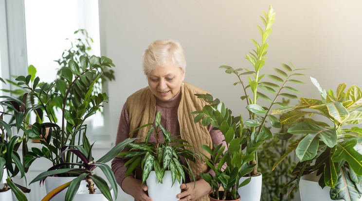 Alaposan nézzük meg, hogy mely növényeket, hogy miket rakunk ki otthon/Fotó: Shutterstock