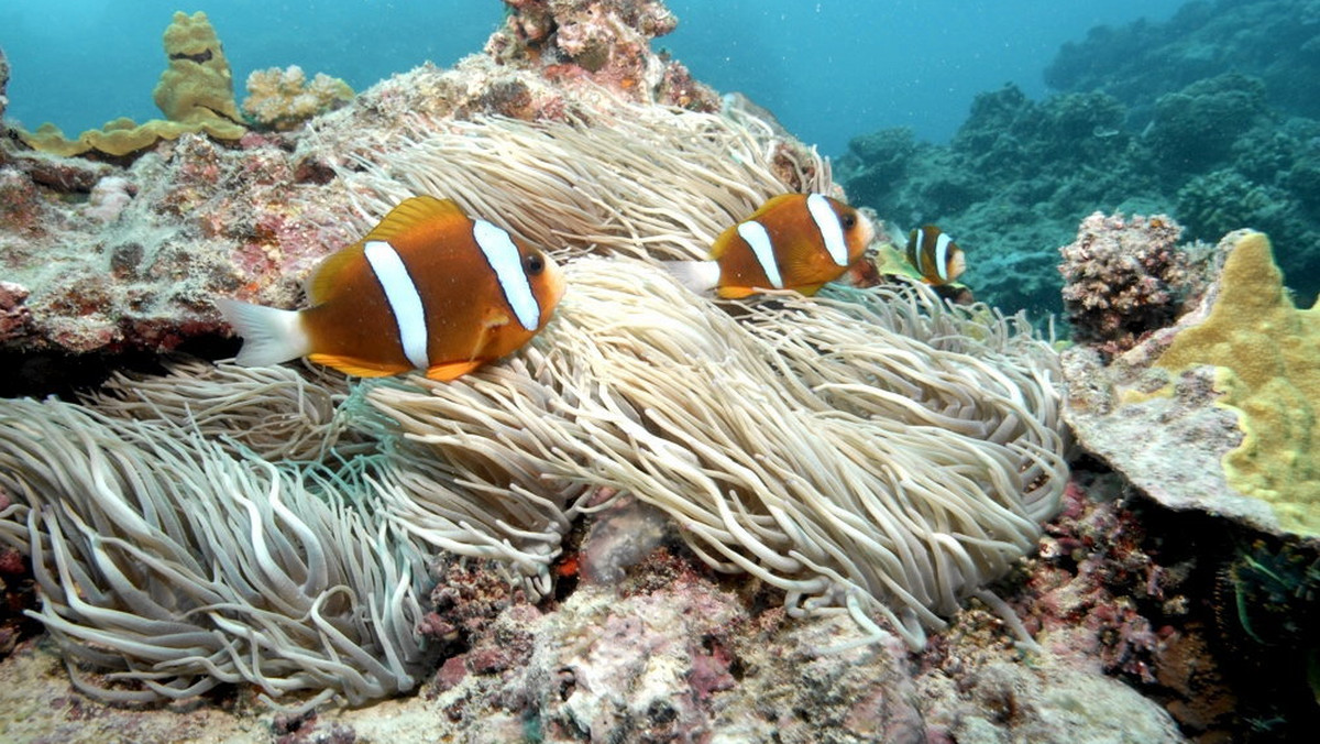 Wielka Rafa Koralowa umiera w ekspresowym tempie. Według wyliczeń naukowców, w ciągu ostatnich 27 lat straciła ona ponad połowę swoich korali. Przedstawiciele UNESCO powiedzieli wyraźnie, „Dość, albo coś zrobicie, albo będą konsekwencje.” Australia wreszcie zaczyna działać i wdraża długoterminowy plan ratowania jednego z największych cudów natury.
