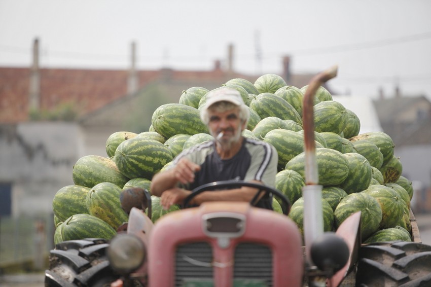 Za četiri meseca mukotrpnog rada, ako je dobra godina, može da se zaradi 300.000 dinara
