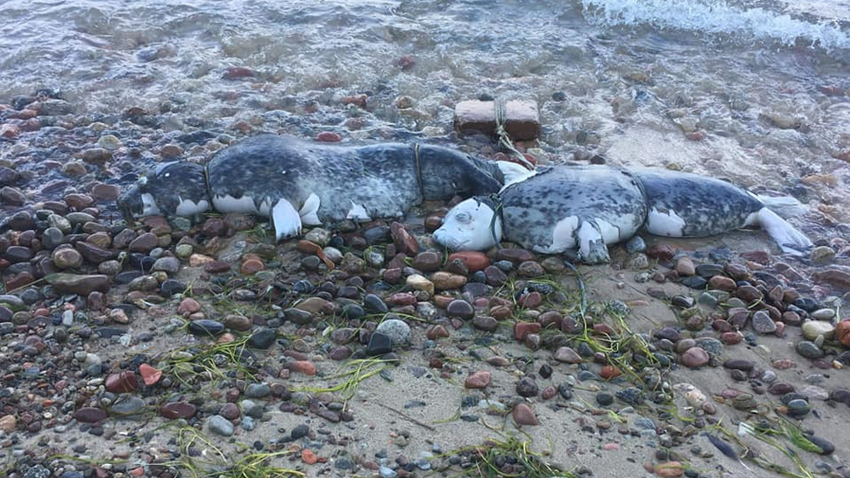 Gdyńska policja będzie próbowała ustalić, kto zabił dwie foki znalezione na plaży w nadmorskiej dzielnicy miasta – Oksywiu. Jak informują działacze WWF, zwierzęta miały na szyjach pętle ze sznurów, do których ktoś przywiązał cegły. Sprawcom grozi do 3 lat więzienia.