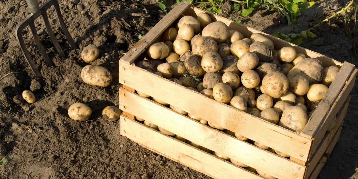ziemniaki na polu