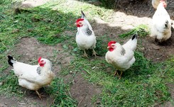 Ekologia górą. Polacy coraz częściej zwracają uwagę na warunki chowu kur niż na cenę