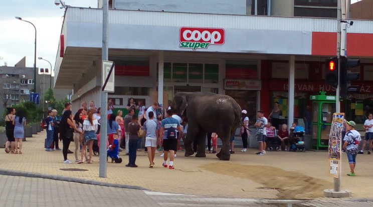 Az elefánt hatalmas tömeget vonzott a bolt elé is /Fotó: Földi Kitti