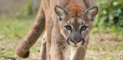 Puma grasuje pod Pszczyną? Wydano ostrzeżenie