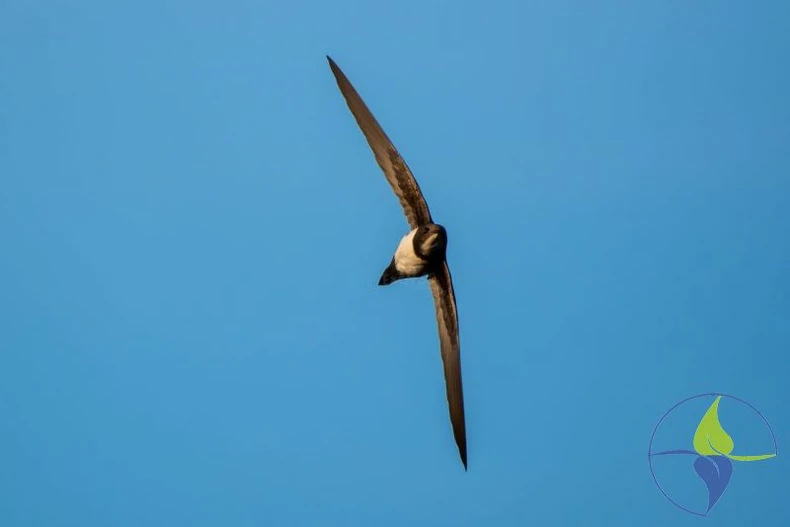 Bela čiopa Novi Sad