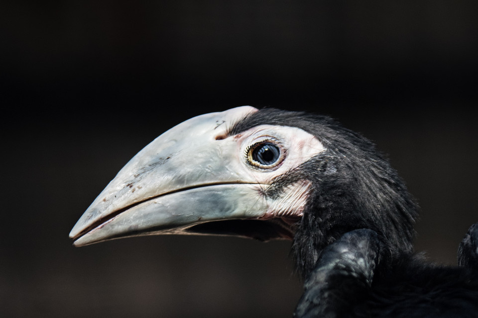 Baby boom w ogrodzie zoologicznym we Wrocławiu: dzioborożec palawański