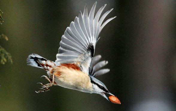 • Zdjęcie pojedyncze - II miejsce w kategorii PRZYRODA

Autor: Małgorzata Kujawka, „Gazeta Wyborcza Łódź”
Łódź. Ptak kowalik odlatuje z owocem migdała porwanym z karmnika.
21 lutego 2009