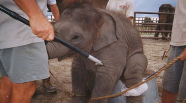 Sokkolóval nevelik az elefántokat