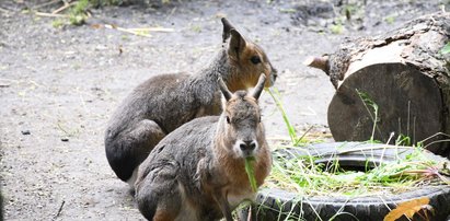 Stęsknione zwierzaki czekają na gości! Otwarcie śląskiego zoo