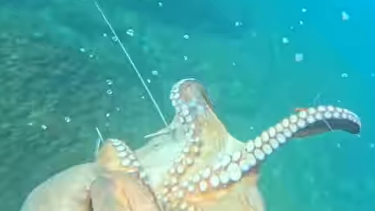 Splićanin ulovi ogromnu hobotnicu