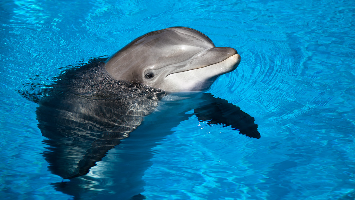Naukowcy biją na alarm: rocznie ginie ponad 100 tys. delfinów