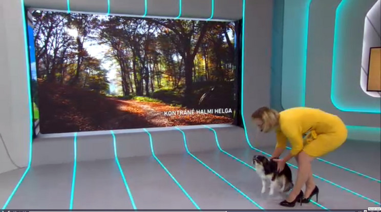 A műsorvezető igencsak meglepődött, amikor besétált hozzá kutyusa felvétel közben / Fotó: RTL Klub