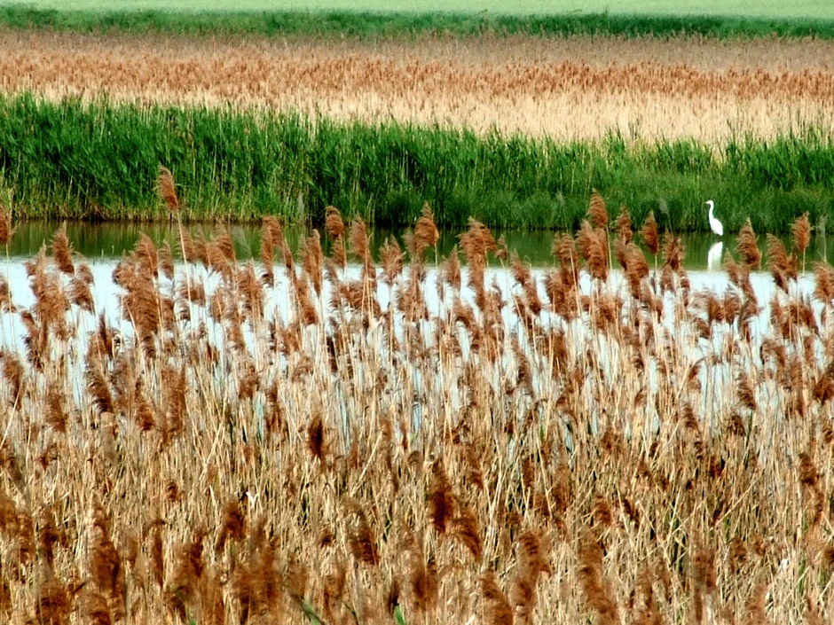 Pojedine biljne vrste nalaze se skoro još samo na ovom mestu u Srbiji
