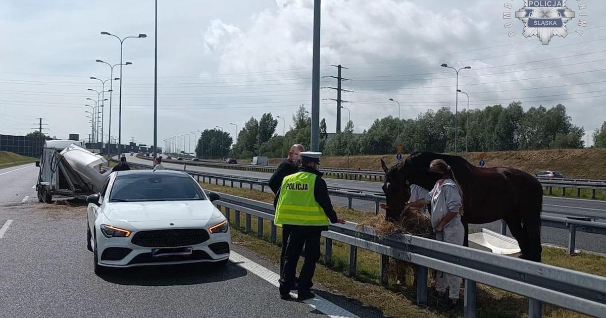  Wypadek na autostradzie A4: koń stał między jezdniami