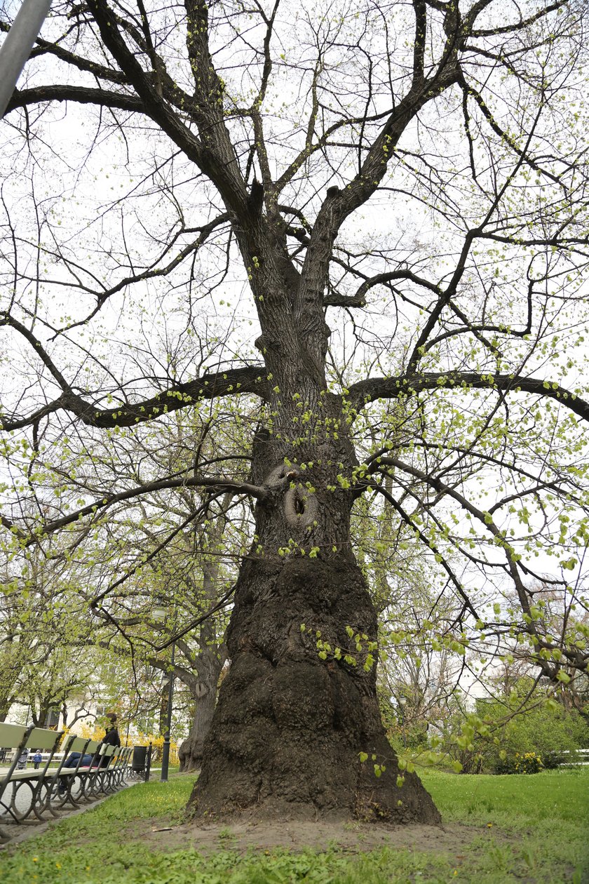 Niezwykłe miejsca w stołecznych parkach