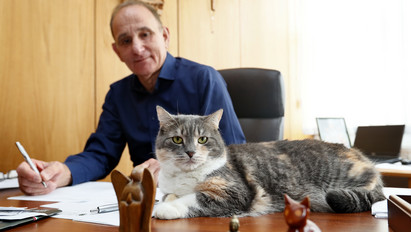 Ő Gödöllő igazi úrnője: Bürgi, a polgármesteri hivatal macskája
