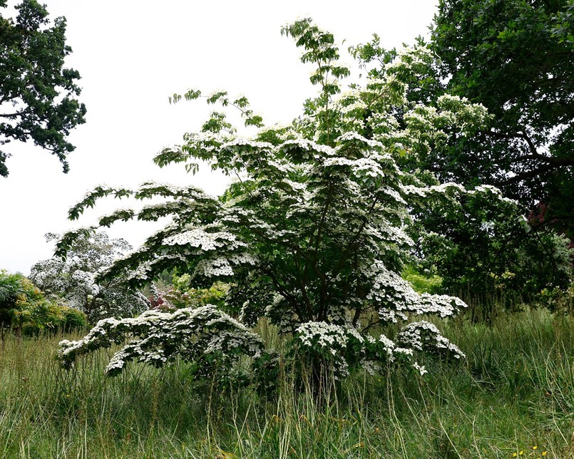 Drzewo do małego ogrodu: dereń kousa Milky Way