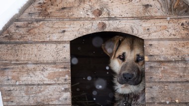 5 lat więzienia i 100 tysięcy złotych za trzymanie psa na łańcuchu. przepisy już obowiązują