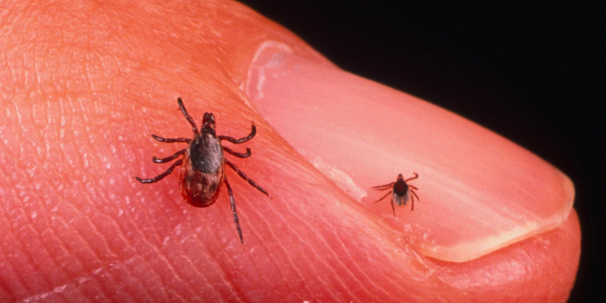 A new Lyme disease vaccine will soon be tested on Americans and Europeans