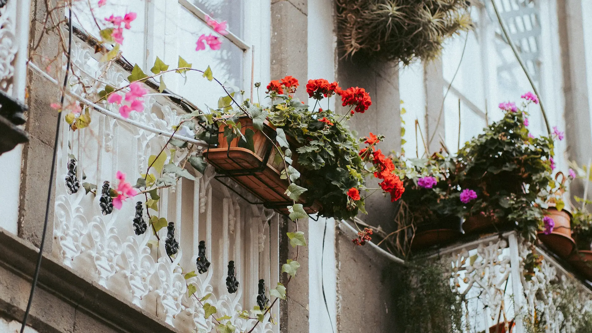 Wybierz najpiękniejsze kwiaty balkonowe. Pelargonie, begonie, a może bluszcz?