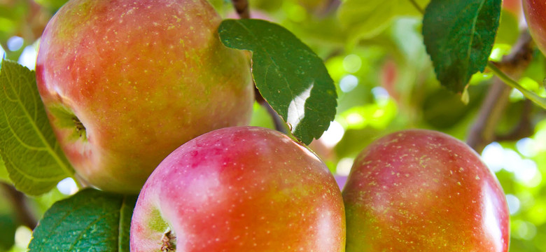 Polskie jabłka znalazły nowy rynek. Owoce trafią do Indii