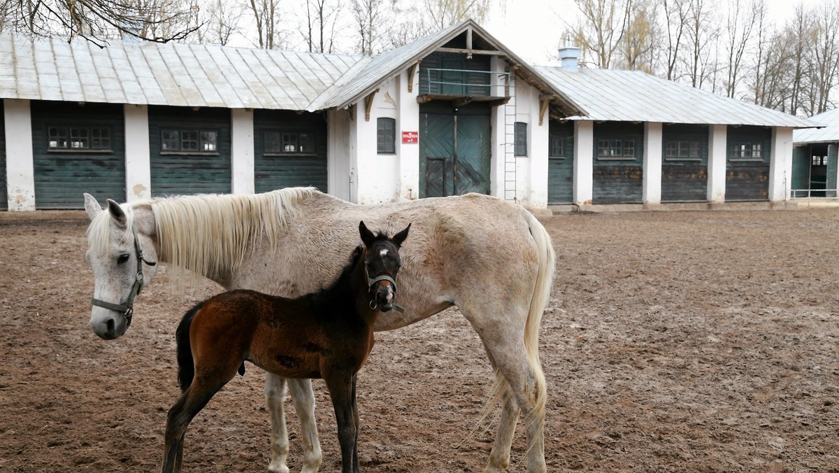 Agencja Nieruchomości Rolnych ogłosiła dzisiaj konkurs na prezesa stadniny w Janowie Podlaskim. Zgłoszenia należy dostarczyć do siedziby ANR najpóźniej do 30 maja. Były prezes Marek Trela w rozmowie z Onetem wykluczył możliwość wzięcia udziału w konkursie.