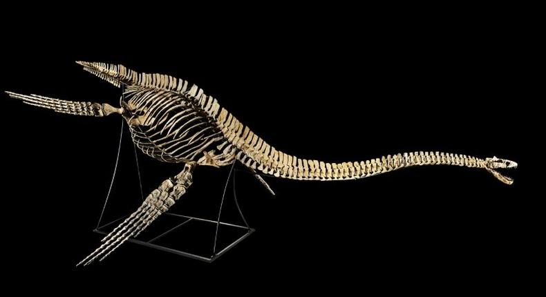 The skeleton of the nearly nine-metre-long plesiosaurus, a marine reptile with a long neck and turtle-like flippers, was discovered in a phosphate basin near the Moroccan city of Khouribga