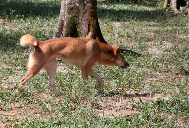 Australijska fauna