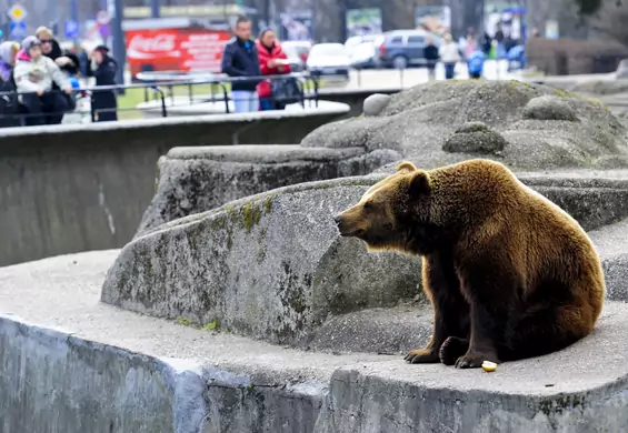 To już koniec niedźwiedzi w Parku Praskim w Warszawie. Miasto podjęło trudną decyzję