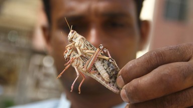 Plaga szarańczy w Pakistanie. Sieją spustoszenie w rolnictwie [GALERIA]