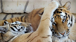 Barátból szerető: tigrisnásztól lesz hangos a Gyöngyösi Állatkert – fotó
